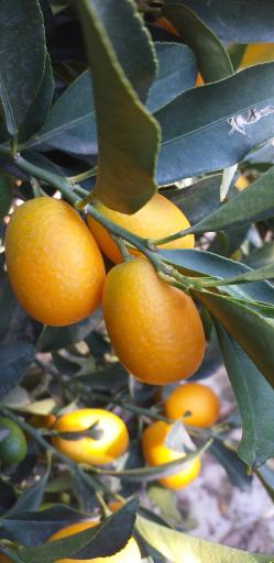 عکس نهالستان اطلس