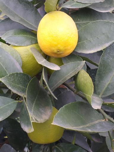 عکس نهالستان اطلس