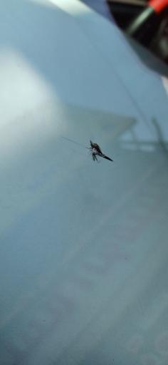 عکس ترمیم شیشه اتومبیل ممتاز