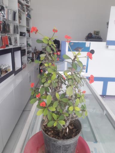 عکس موبایل اسمارت