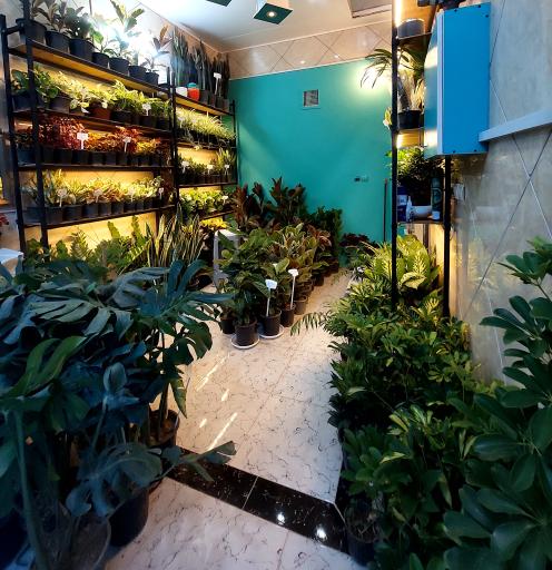 عکس گل فروشی فلورا