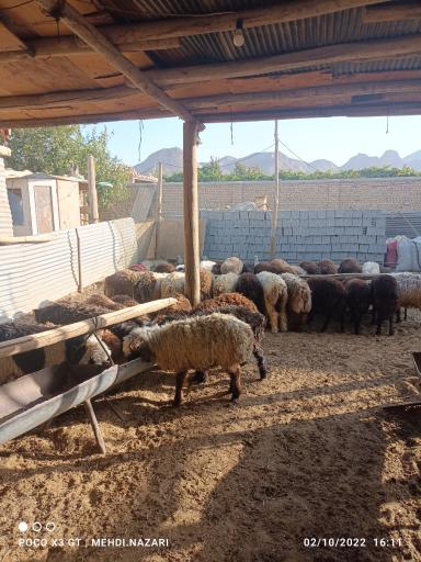 عکس دامداری صداقت 