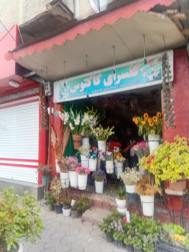 عکس گلسرای کاکتوس