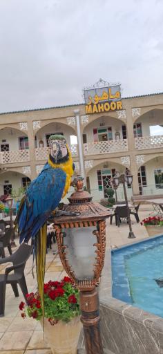 عکس هتل و رستوران ماهور