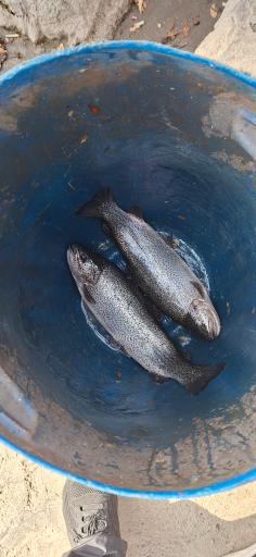 عکس باغ ماهی البرز