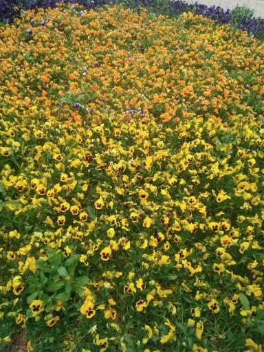 عکس بوستان دلاوران