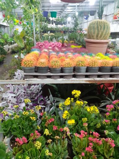 عکس مجموعه گل و گیاه کاکتوس