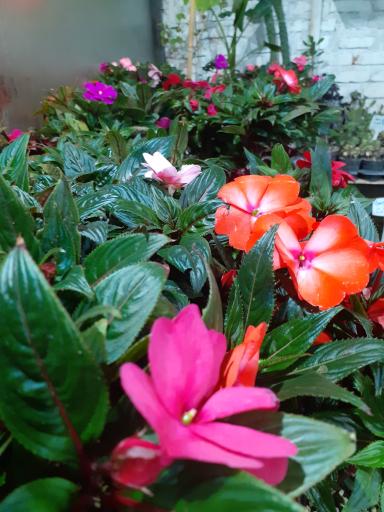 عکس مجموعه گل و گیاه کاکتوس