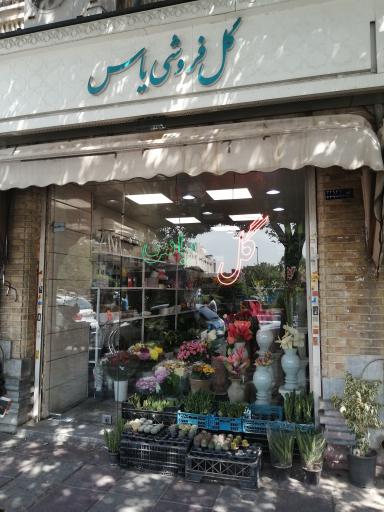 عکس گل فروشی یاس
