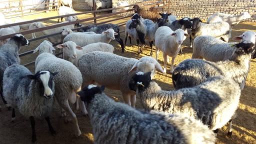 عکس دامداری علی صادقی لاکن رومانف