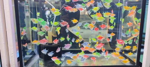 اکواریوم فرشتگان دریا