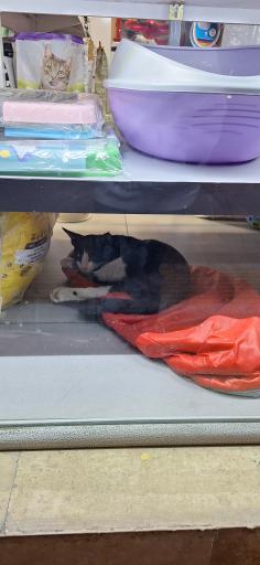 عکس پت شاپ میچکا