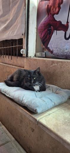 عکس پت شاپ میچکا