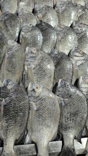 ماهی فروشی میلاد رئیسی