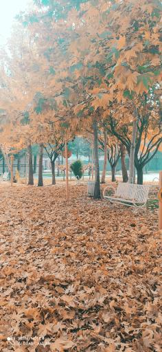 عکس بوستان لاله