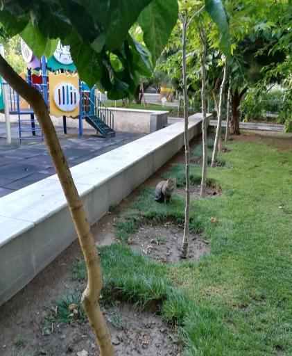 عکس بوستان زعفرانیه