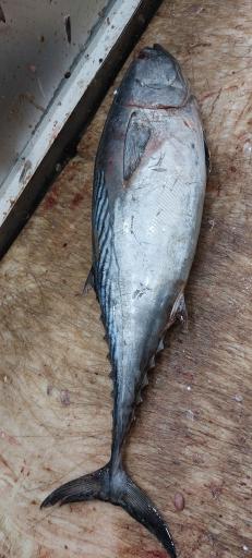 عکس ماهی فروشی