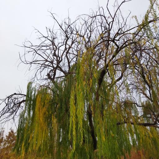 عکس بوستان لاله