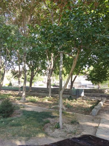 عکس بوستان گل محمدی