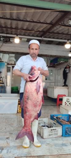 عکس ماهی سرای دنیز