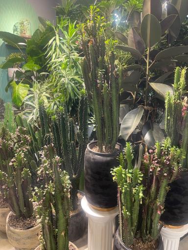 گالری گل شجاعی