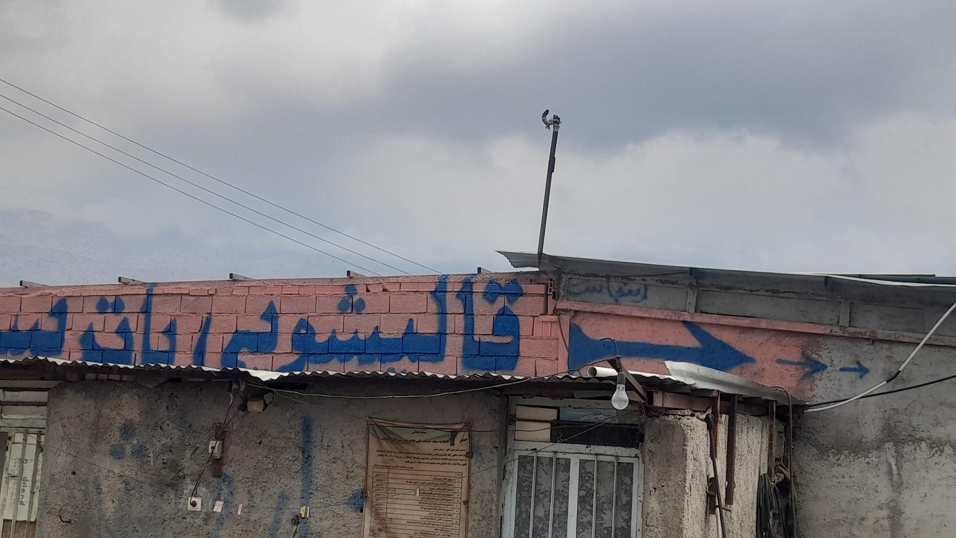 عکس قالیشویی پاتریس