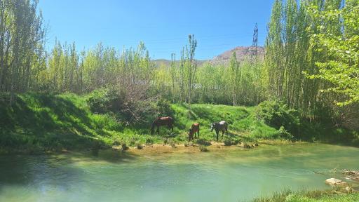 عکس پردنجان