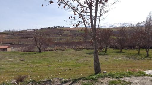 عکس گل دشت