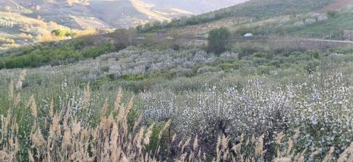 عکس گل دشت
