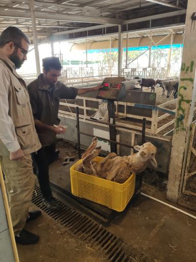 عکس جایگاه عرضه بهداشتی دام زنده شهرداری(کشتارگاه شهرداری)