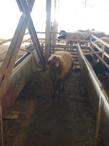 عکس جایگاه عرضه بهداشتی دام زنده شهرداری(کشتارگاه شهرداری)