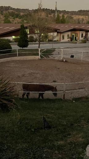 عکس باشگاه سوارکاری بام