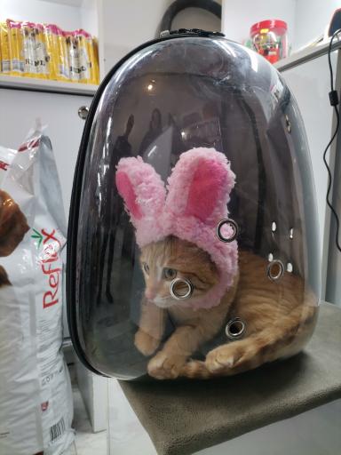 عکس پت شاپ بوشوگ