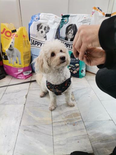 عکس پت شاپ بوشوگ