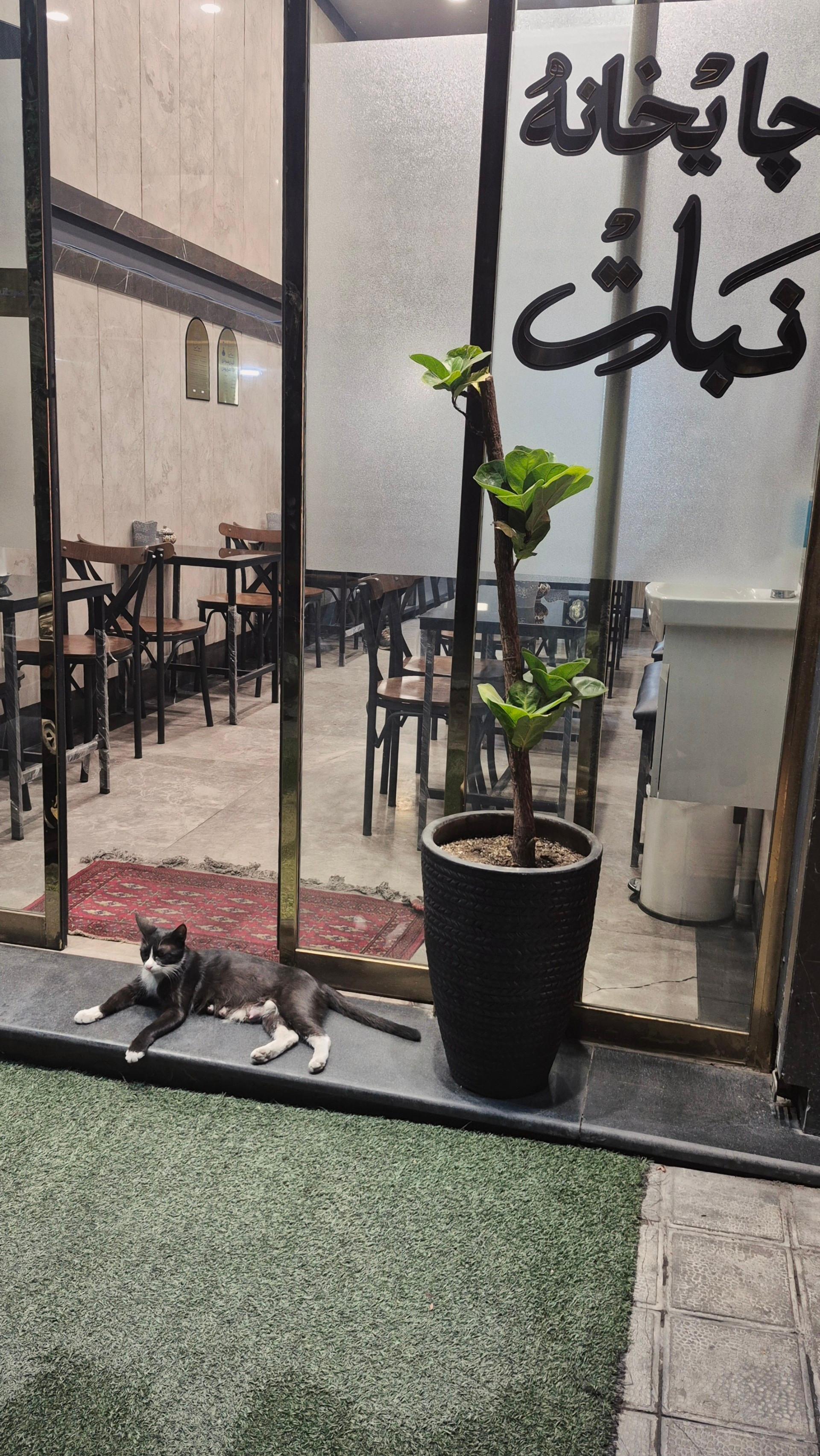 عکس چایخانه نبات