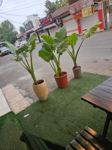 عکس کافه شیروانا 