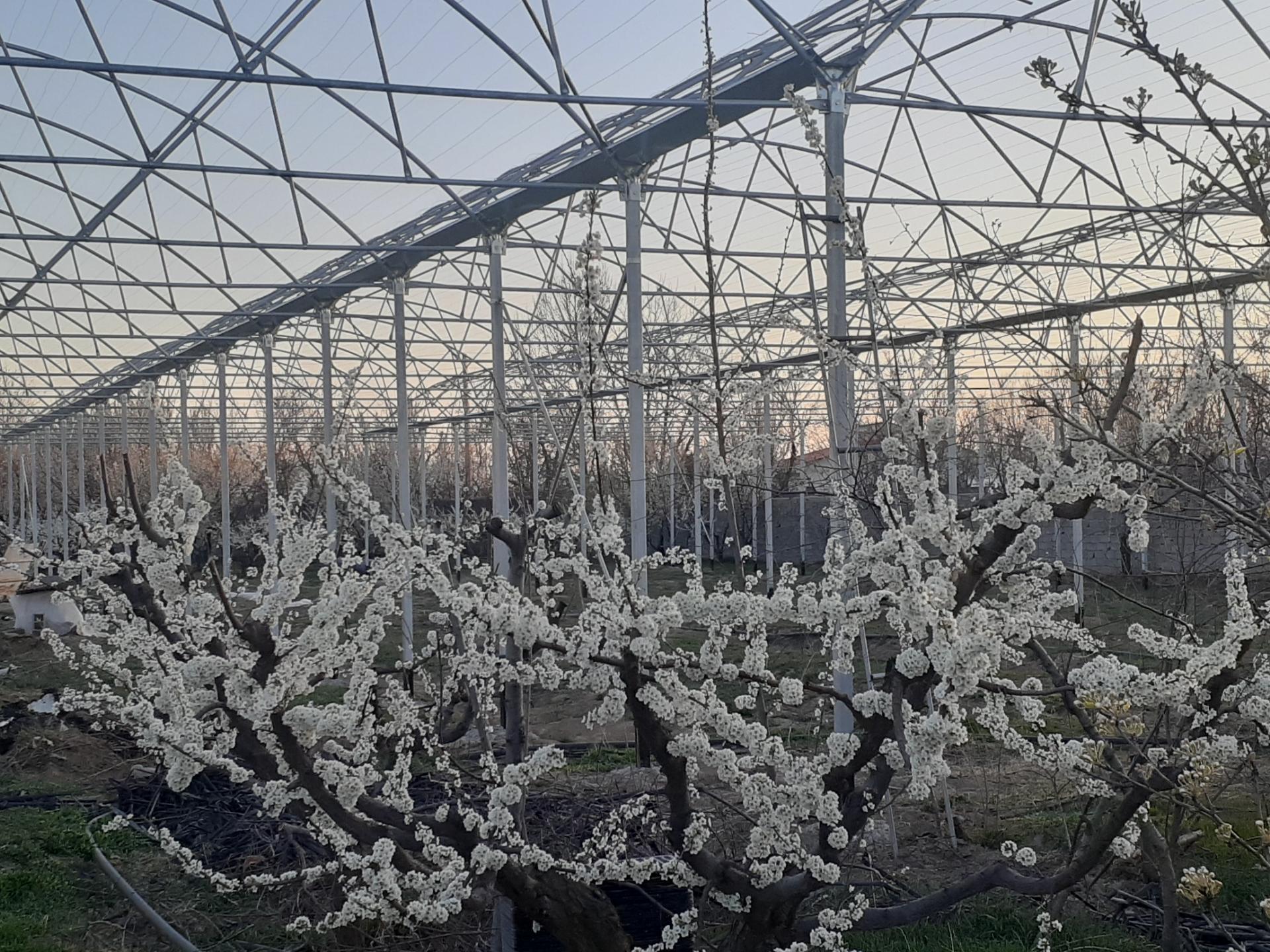 عکس گلخانه آسمین و علیسان