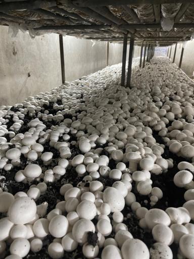 عکس پرورش قارچ حکمت 