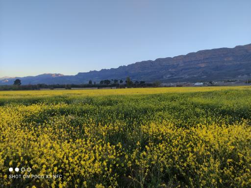 عکس مهارلو کهنه