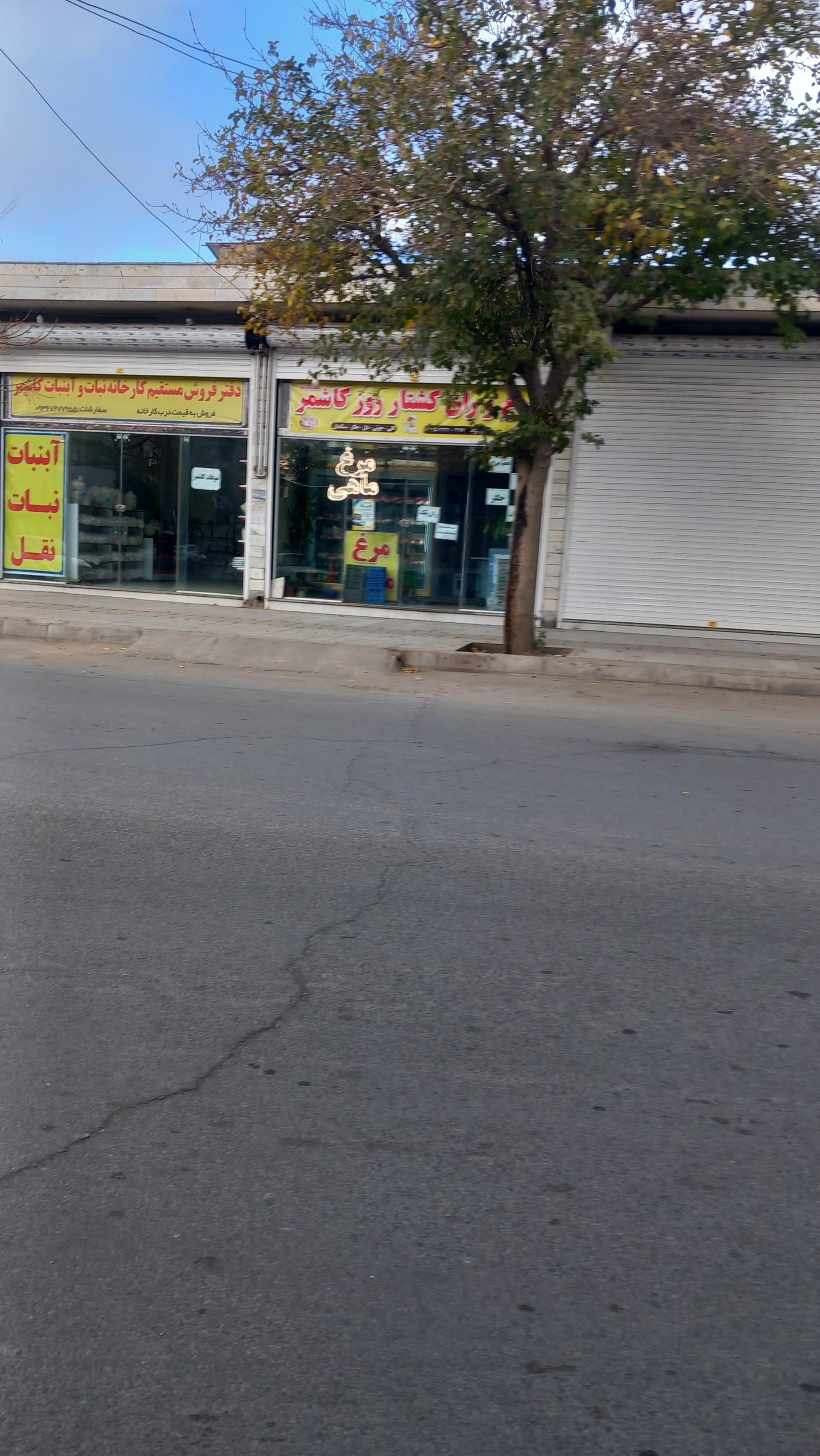 عکس مرغ و ماهی کاشمر