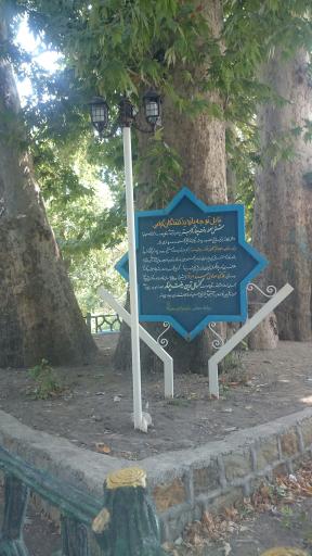 عکس درختان کهنسال کمربسته