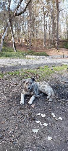 عکس پارک جنگلی قرمرض