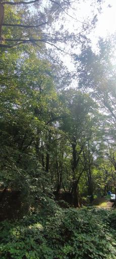 عکس پارک جنگلی قرمرض