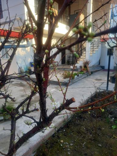 عکس اقامتگاه آلاچیق (اتاقک)