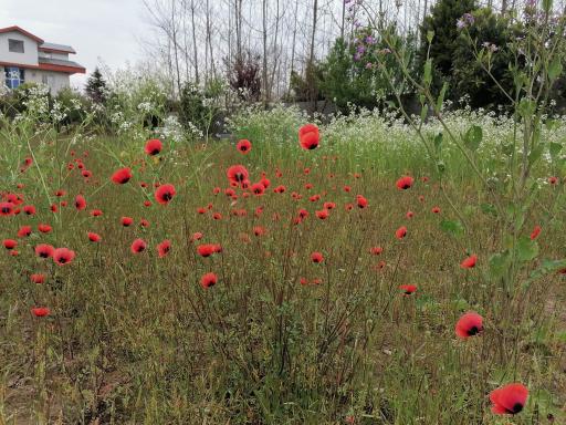 عکس اقامتگاه آلاچیق (اتاقک)