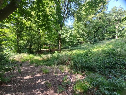 عکس پارک جنگلی قرمرض