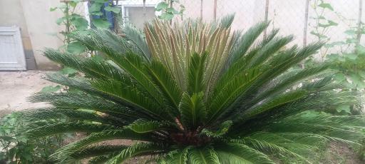 عکس اقامتگاه آلاچیق (اتاقک)