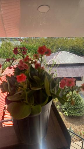 عکس اقامتگاه آلاچیق (اتاقک)