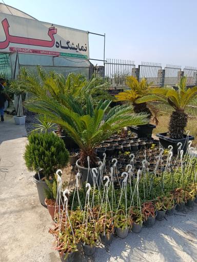 عکس نمایشگاه گل بویان