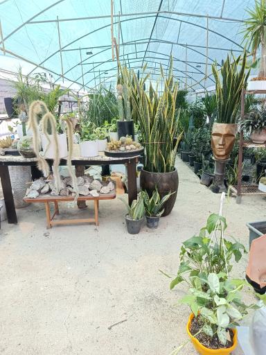 عکس نمایشگاه گل بویان